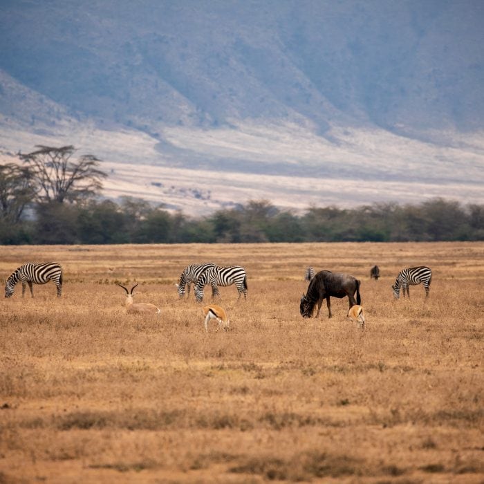 Ngorongoro Crater safari Tanzania