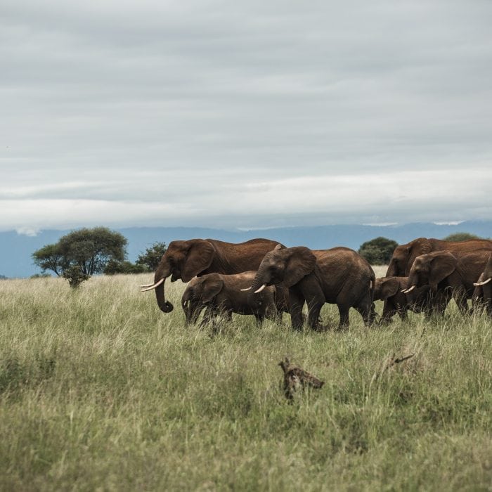Tarangire National Park elephants baobab trees
