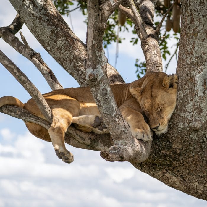 Lake Manyara National Park tree-climbing lions