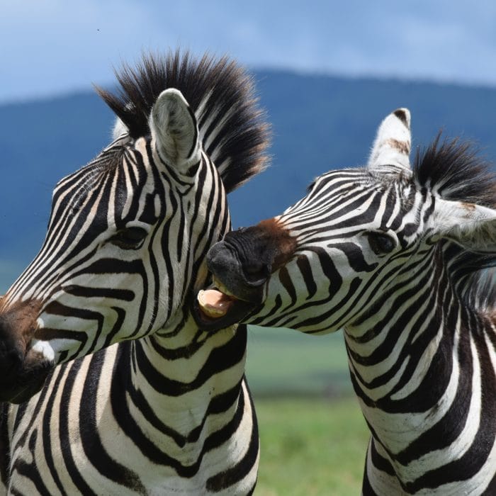 uzuri-safaris-tanzania-JzQfaDFGyF0-unsplash