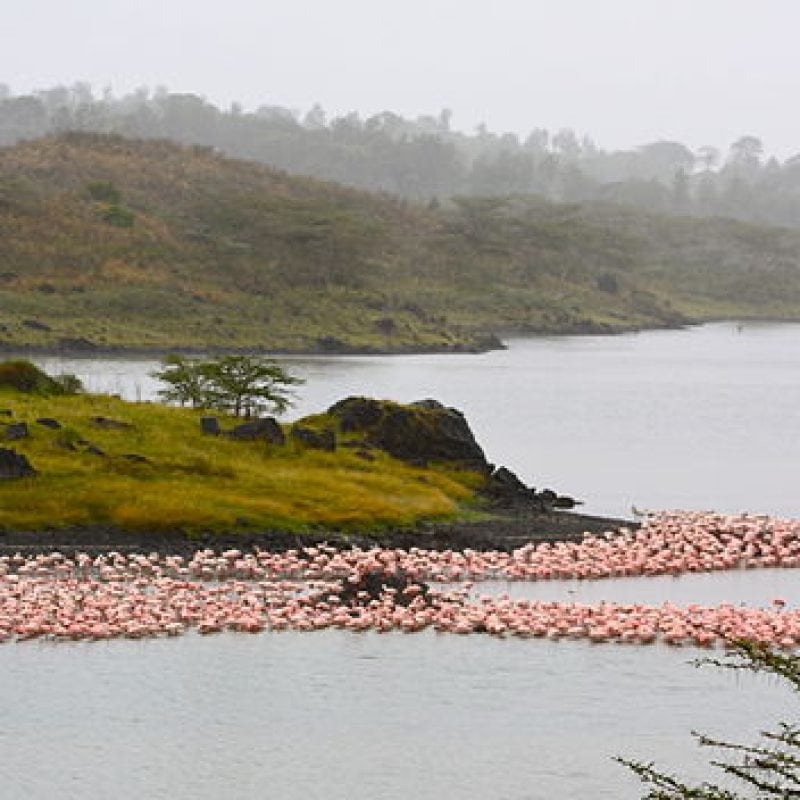 Flamingos_at_Arusha_National_Park