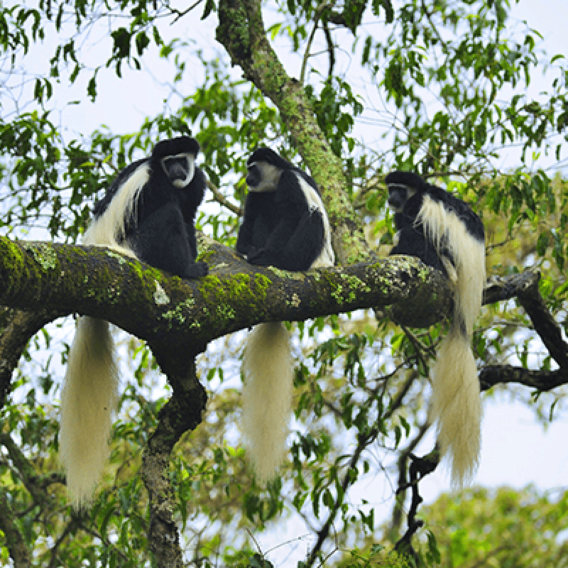 arusha ntional park white colobus monkey