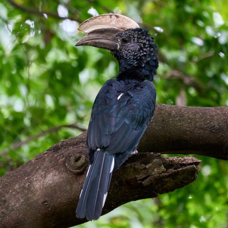 lake manyara bird
