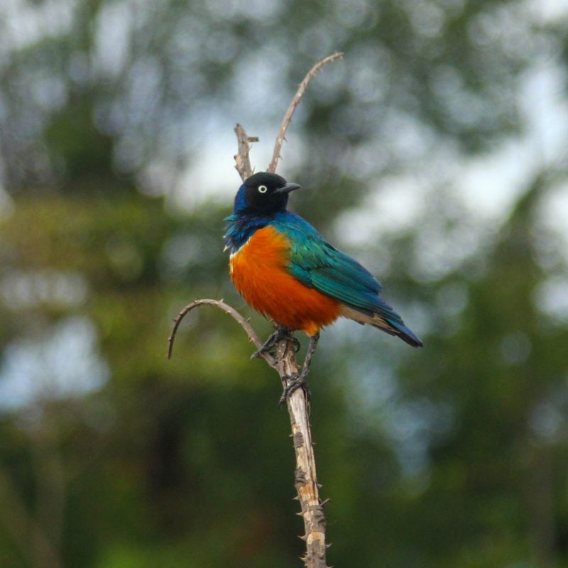 tarangire superb starling