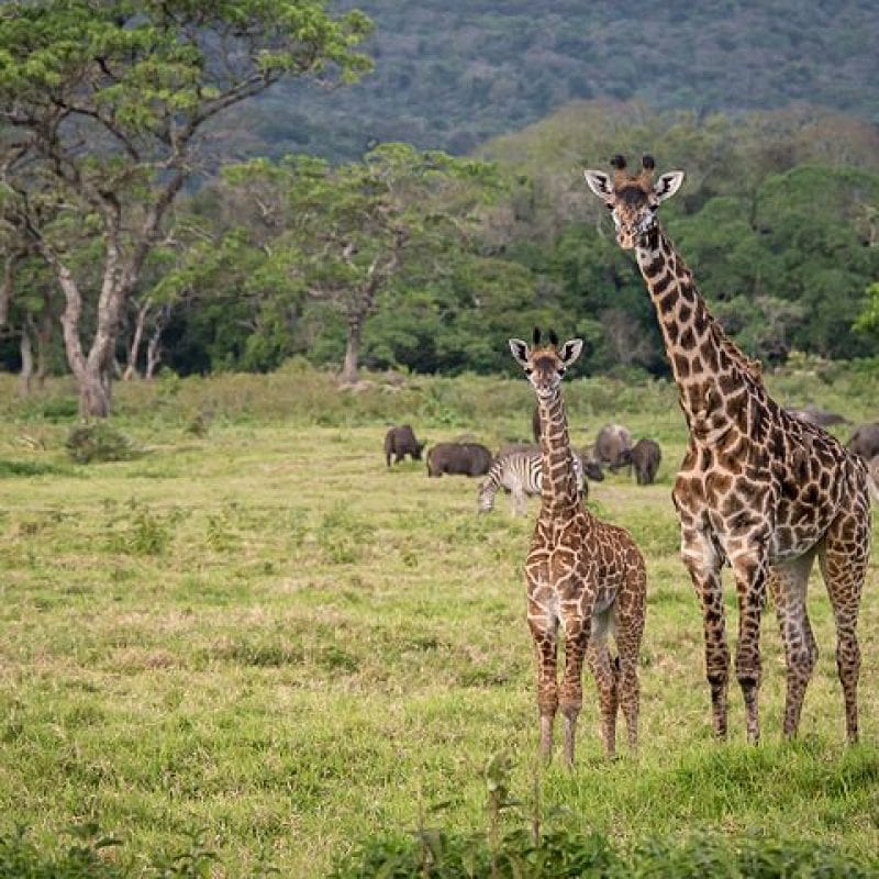 Arusha National Park