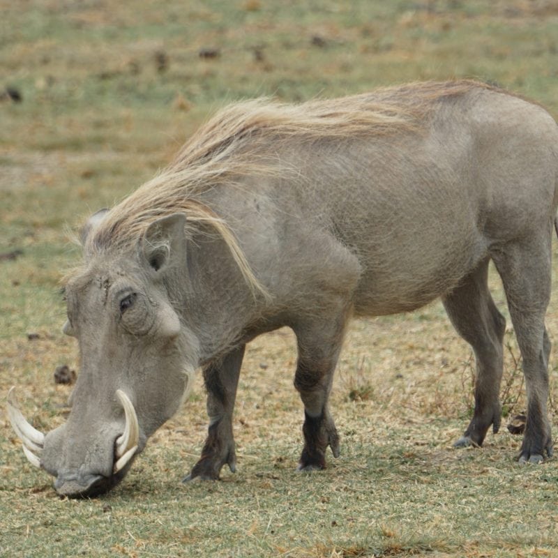 serengeti warthog