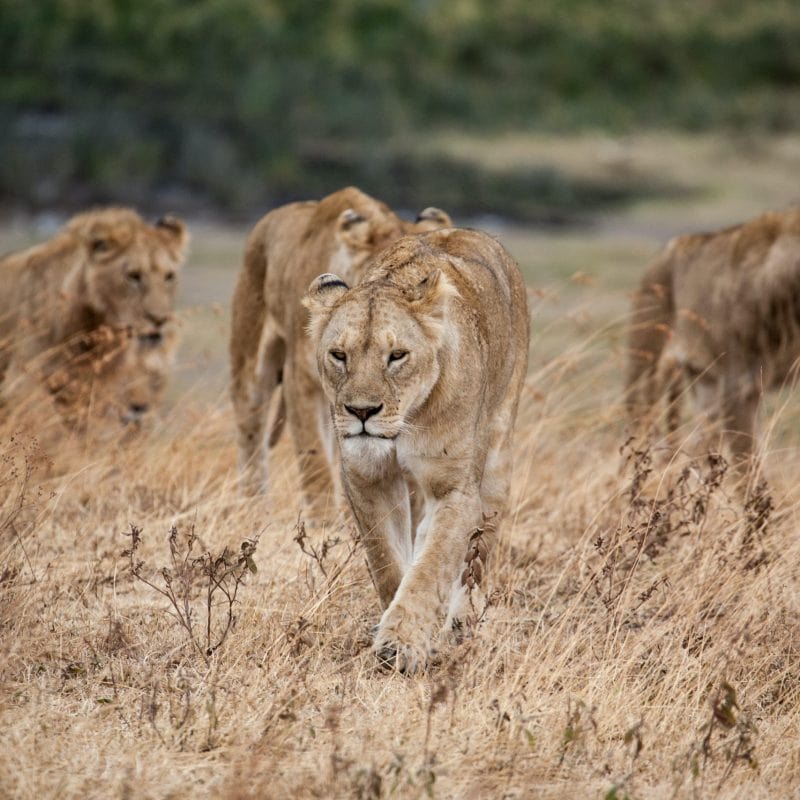ngorongoro lionesses