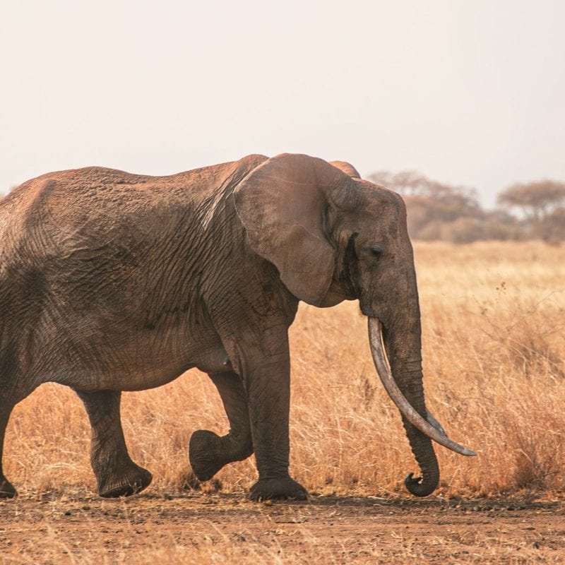 tarangire elephant