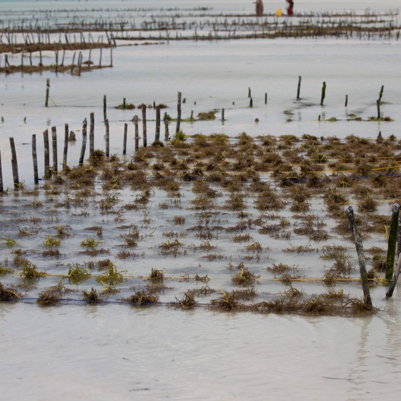 zanzibar farming