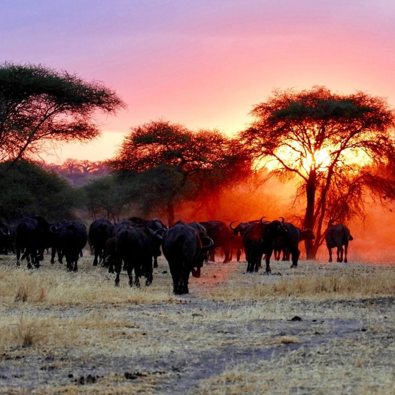 tarangire buffalo
