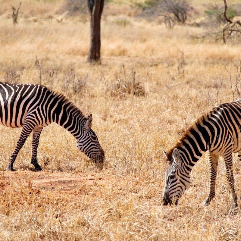 tarangire zebras