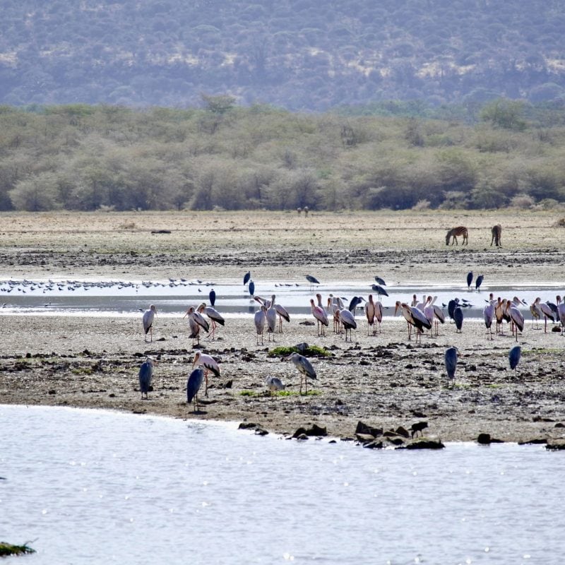 lake manyara water