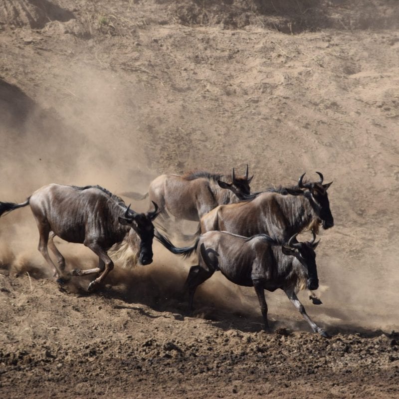 serengetti migration