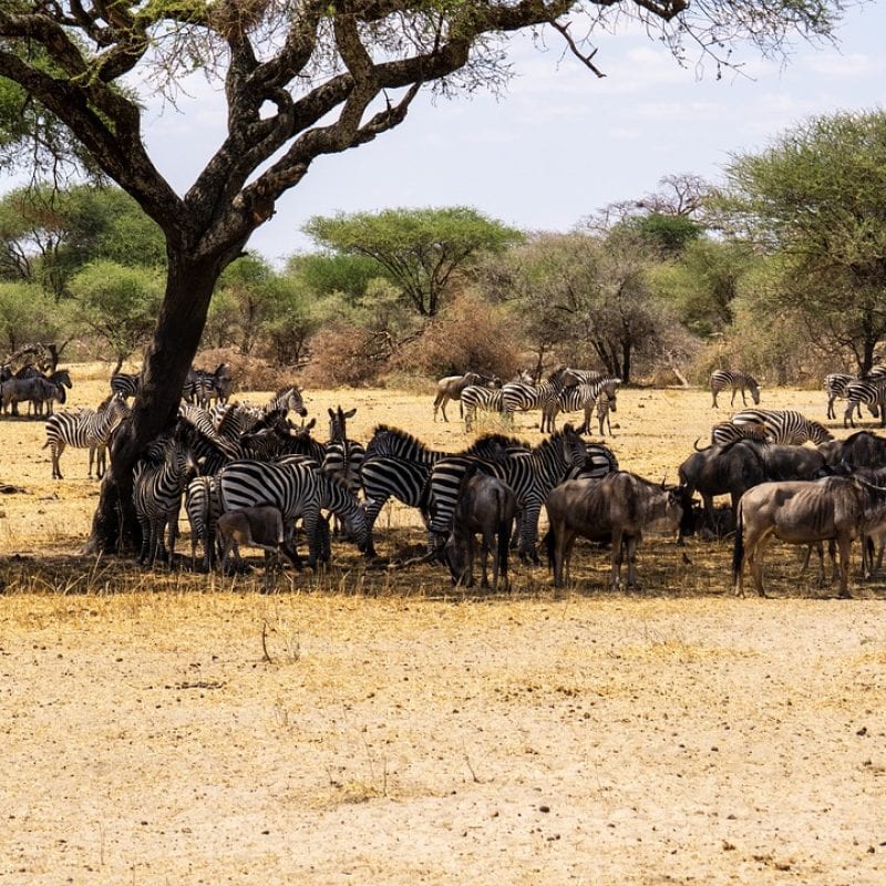 serengeti zebras