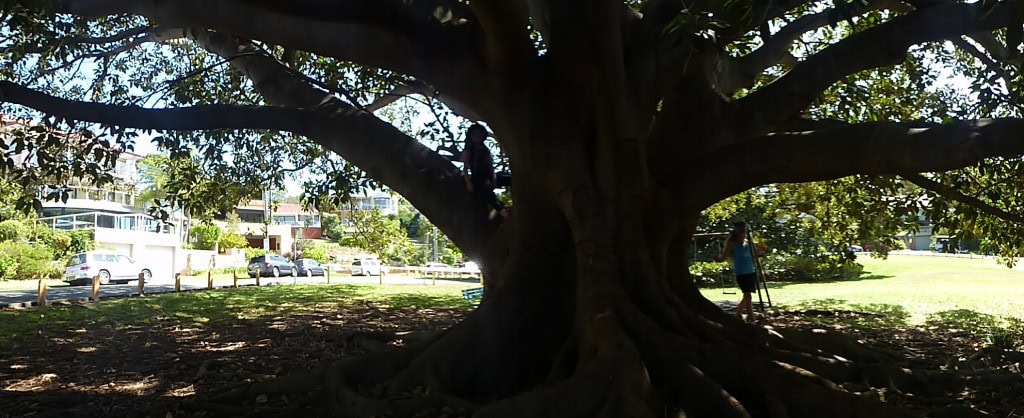 Awesome Morton Bay Fig Tee, Manly Headland Walk.