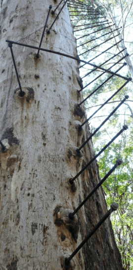 Gloucester Tree Climb Western Australia