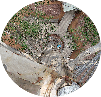 Gloucester Tree Climb