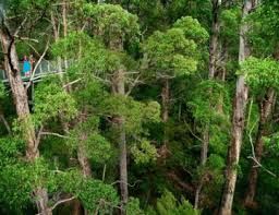 Tree Top Walk Valley of the Giants