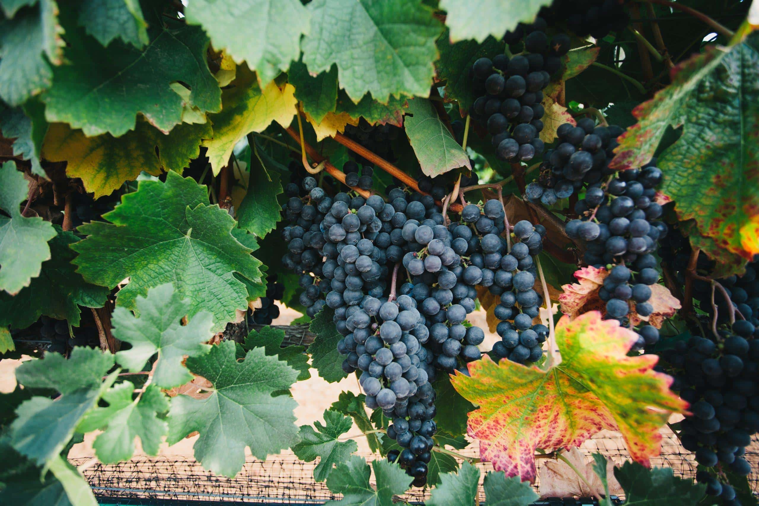 Hill Top Winery cuisine