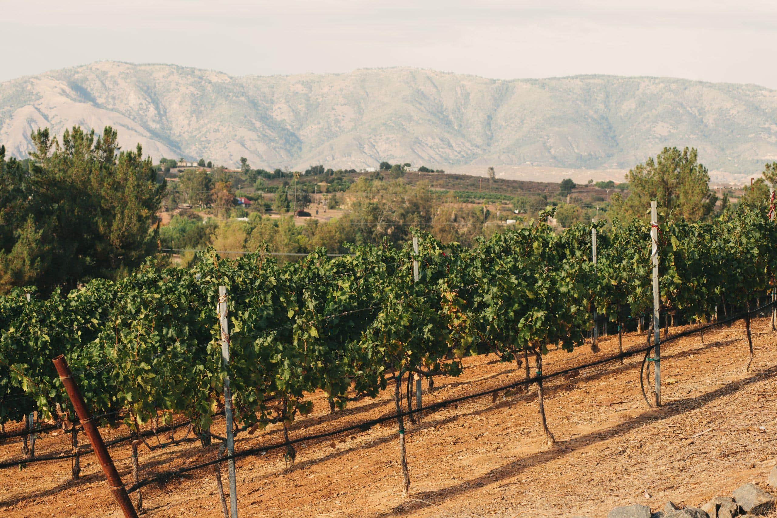 Vineyard or venue image