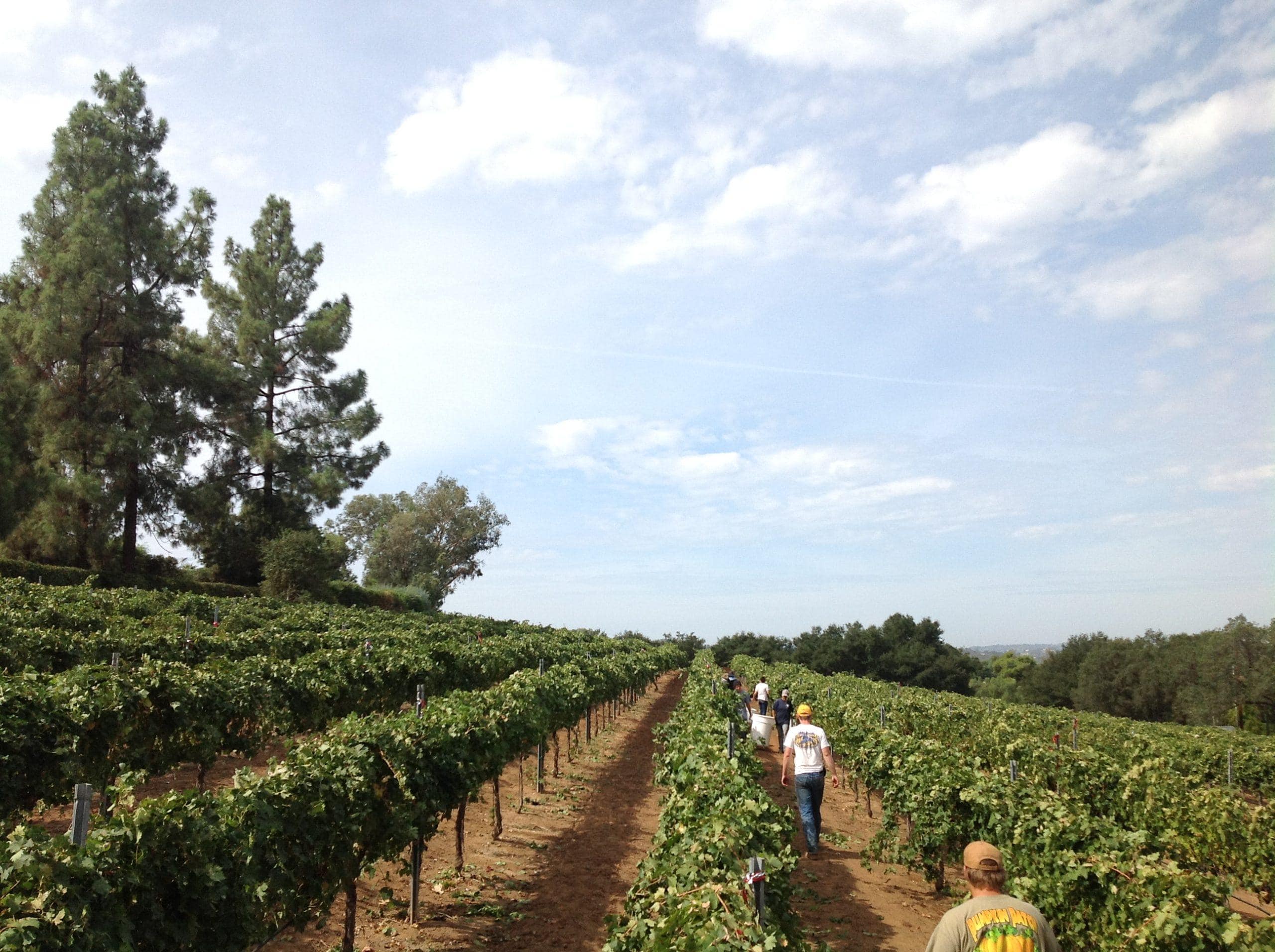 Hill Top Winery Interior