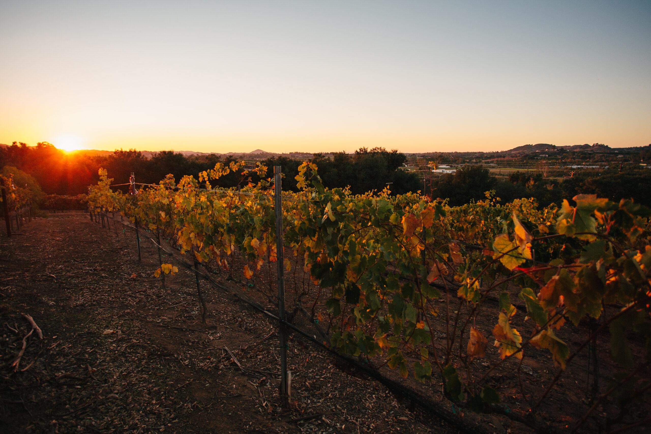 Wedding Photo Large 2