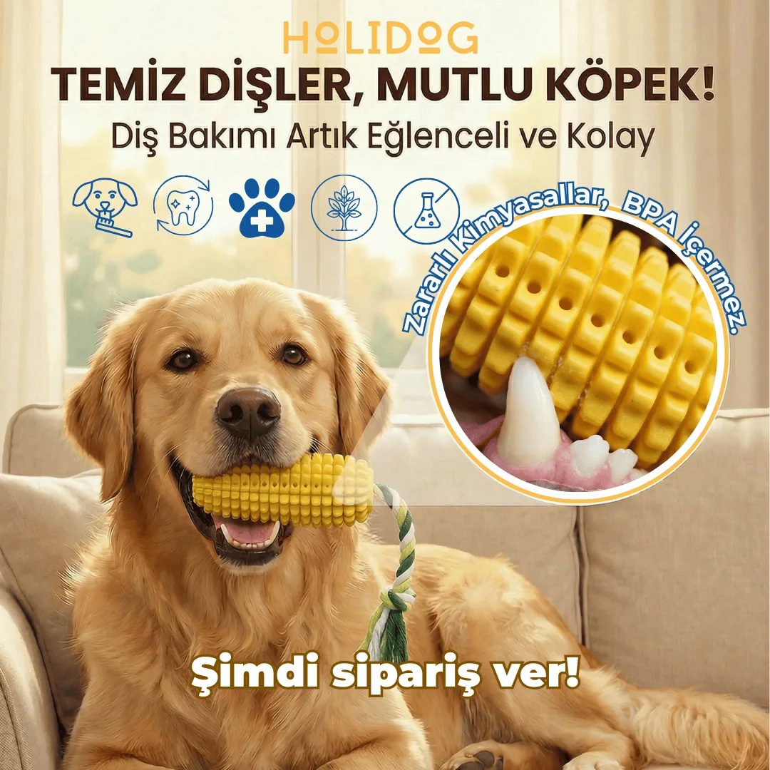 Köpek Diş Temizlik