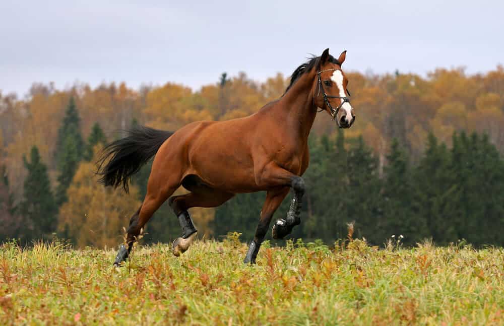 The Best French Horse Names For Mares and Stallions Home In The Pastures