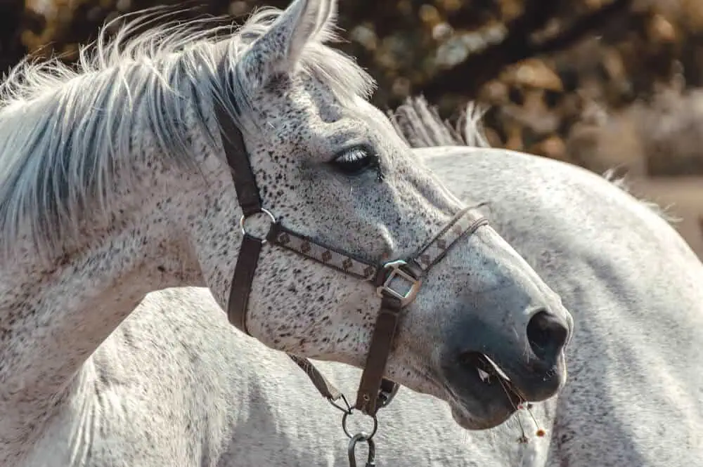 The Best Grey Horse Names to Captivate & Inspire