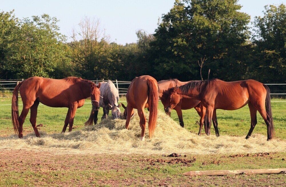 Horses eating hay, why do they have colic