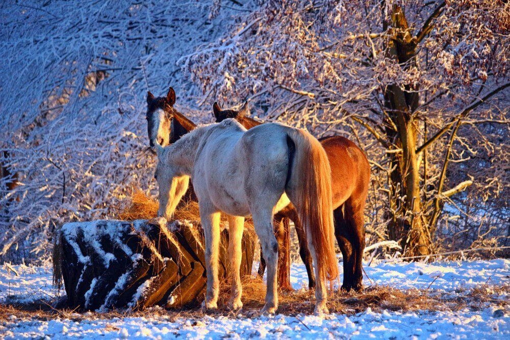 Winter can cause colic in horses due to change of management and lack of water intake