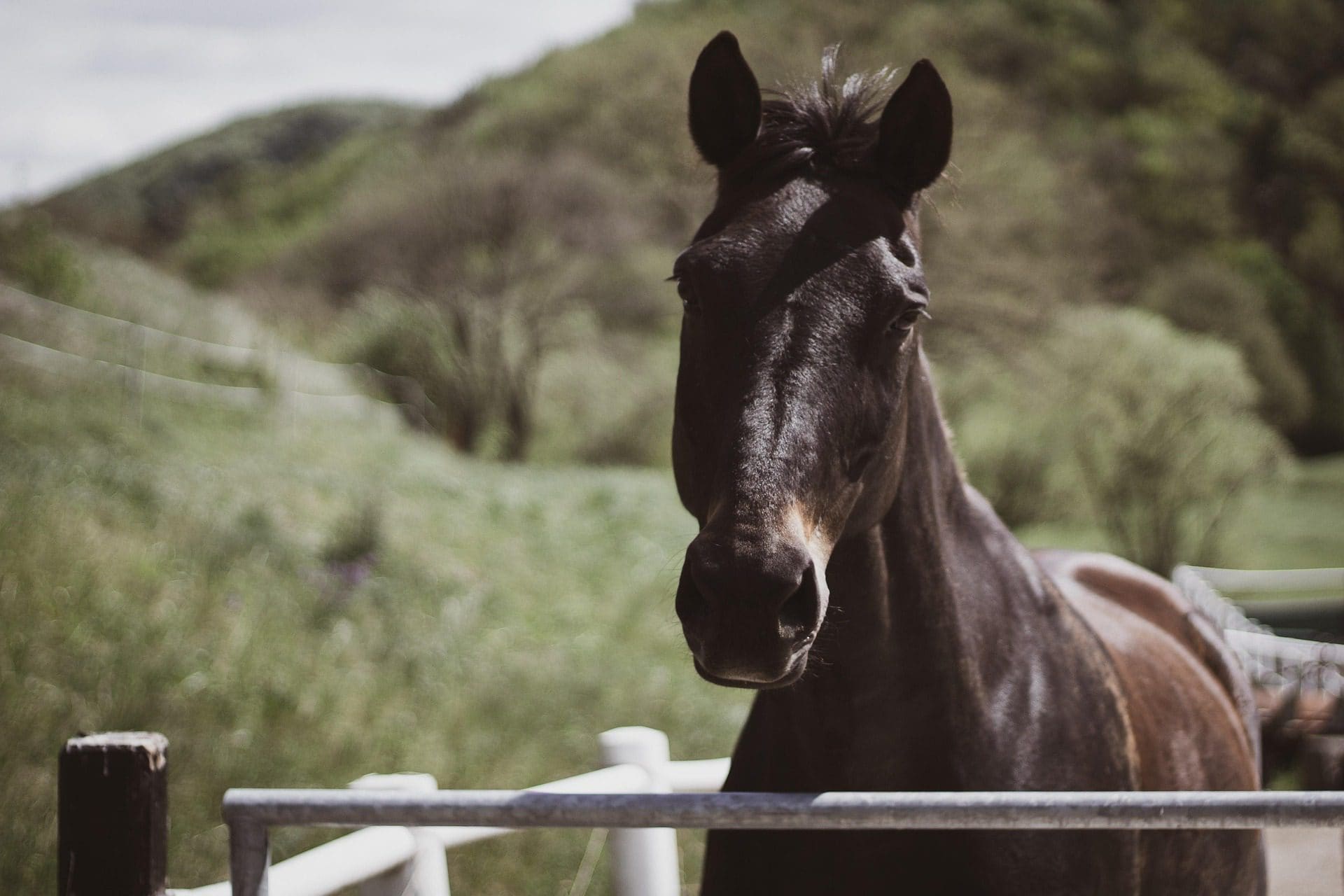 Horse waiting for his food