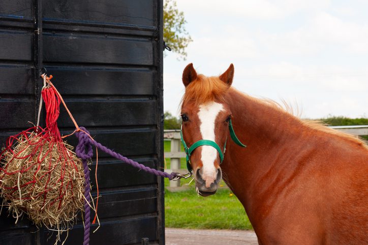 Horse eating from a hay net
