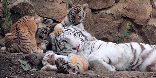 Tigres en el Zoológico de Cali
