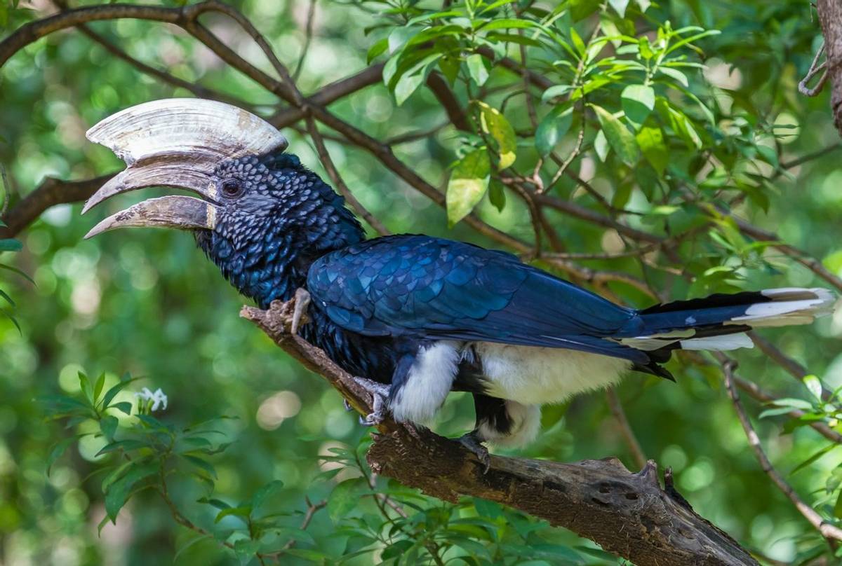 Nature’s storyteller – meet Ethiopia’s curious and charismatic hornbill