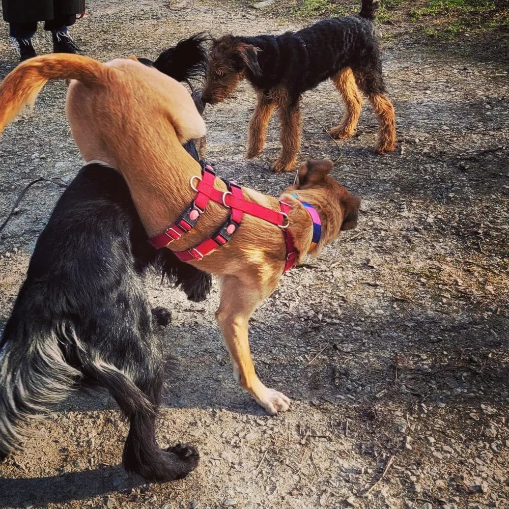 Sozialkontaktstunde große Hunde ab 15kg - Juli