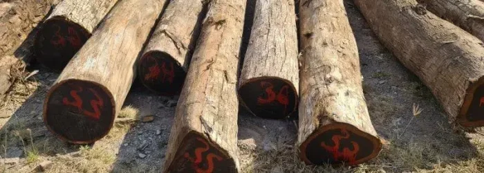 hardwood-logs-wp Exotic wood products – logs