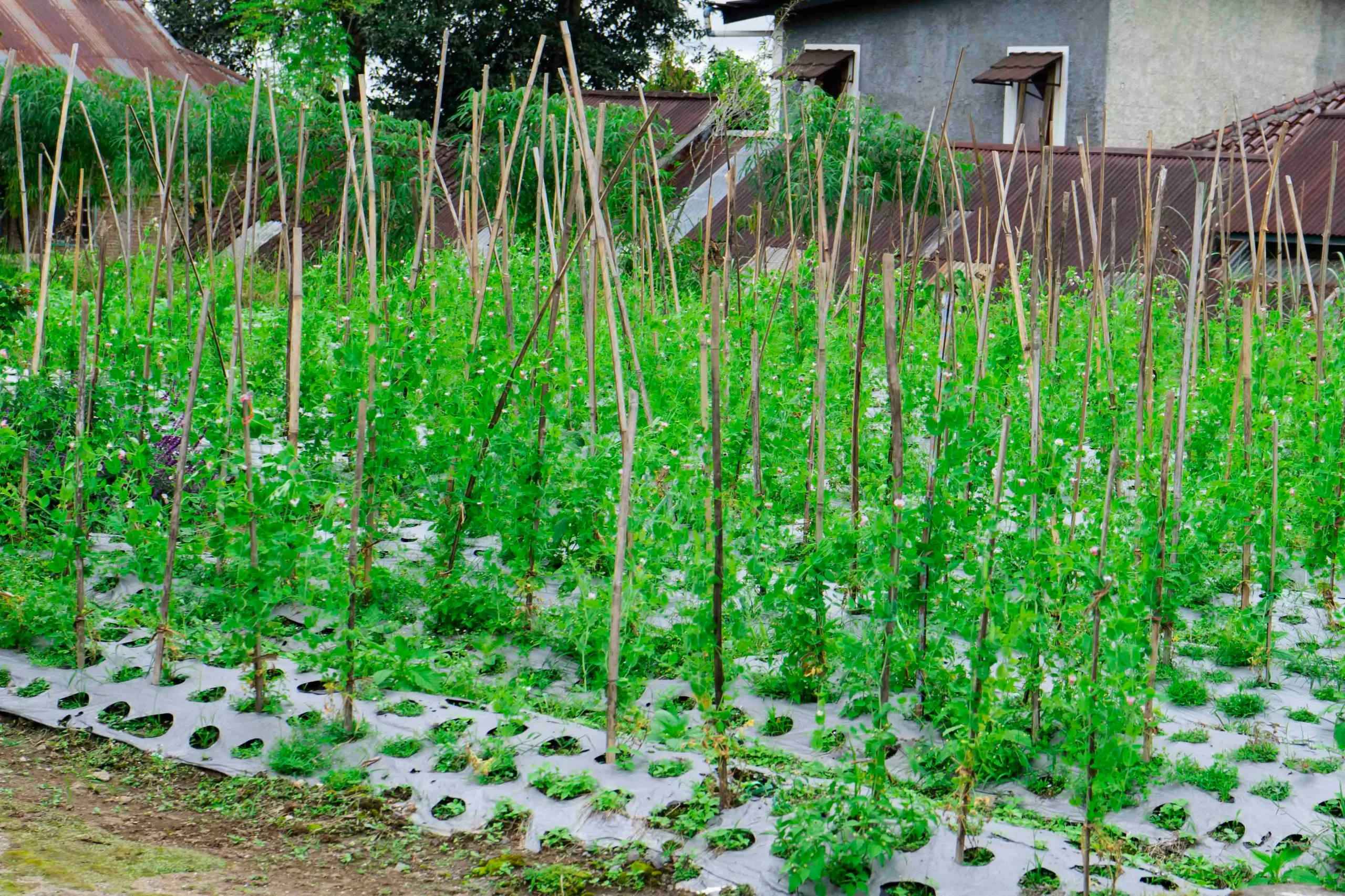 Wide mulch film laid out over soil to improve crop yield Wide mulch film laid out over soil to improve crop yield
