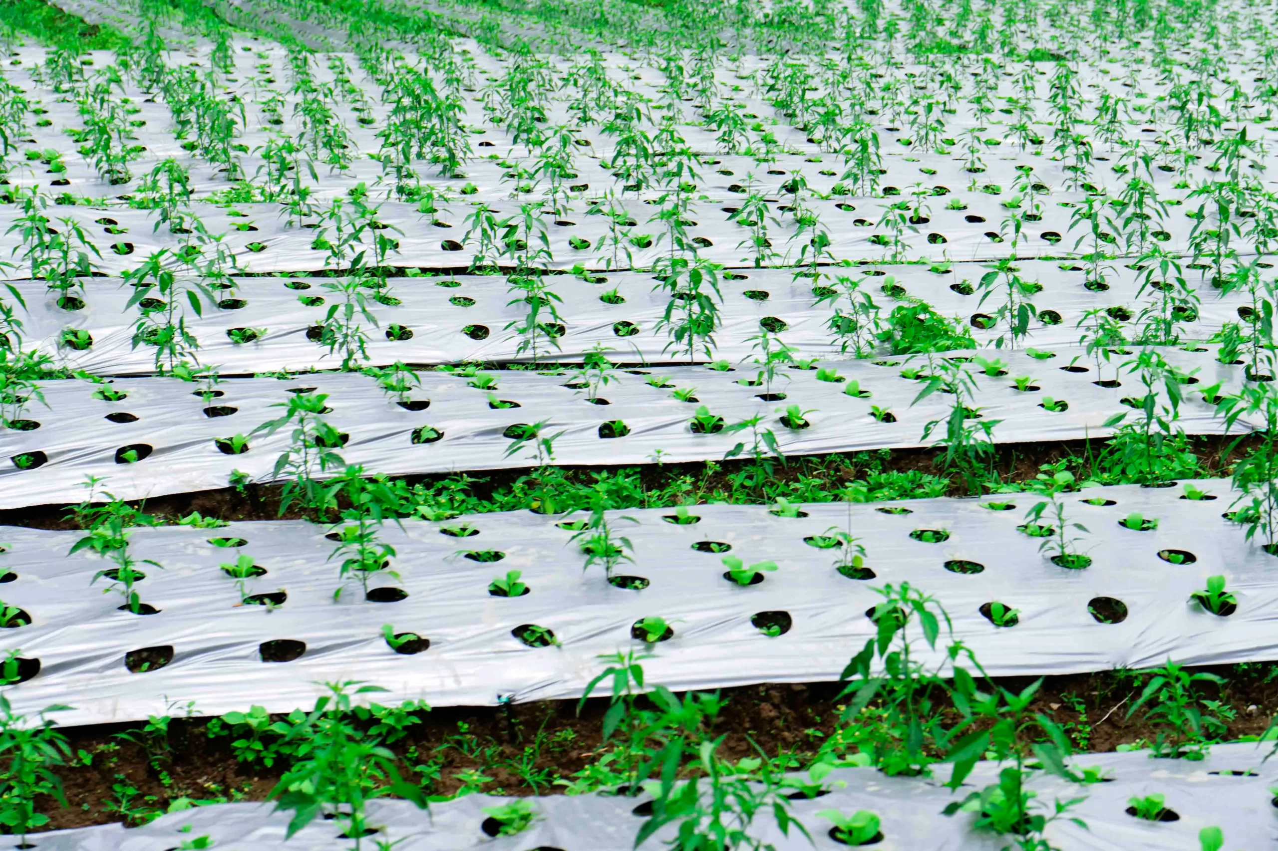 Plastic mulch film applied between crop rows to improve growth conditions Plastic mulch film applied between crop rows to improve growth conditions