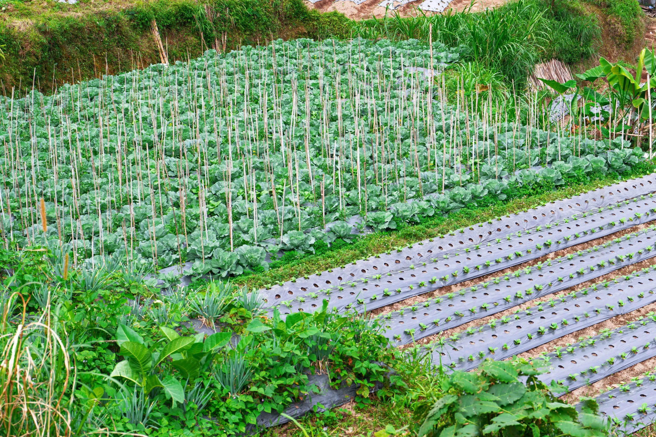 Vegetable crops growing in rows with mulch film covering the soil Vegetable crops growing in rows with mulch film covering the soil