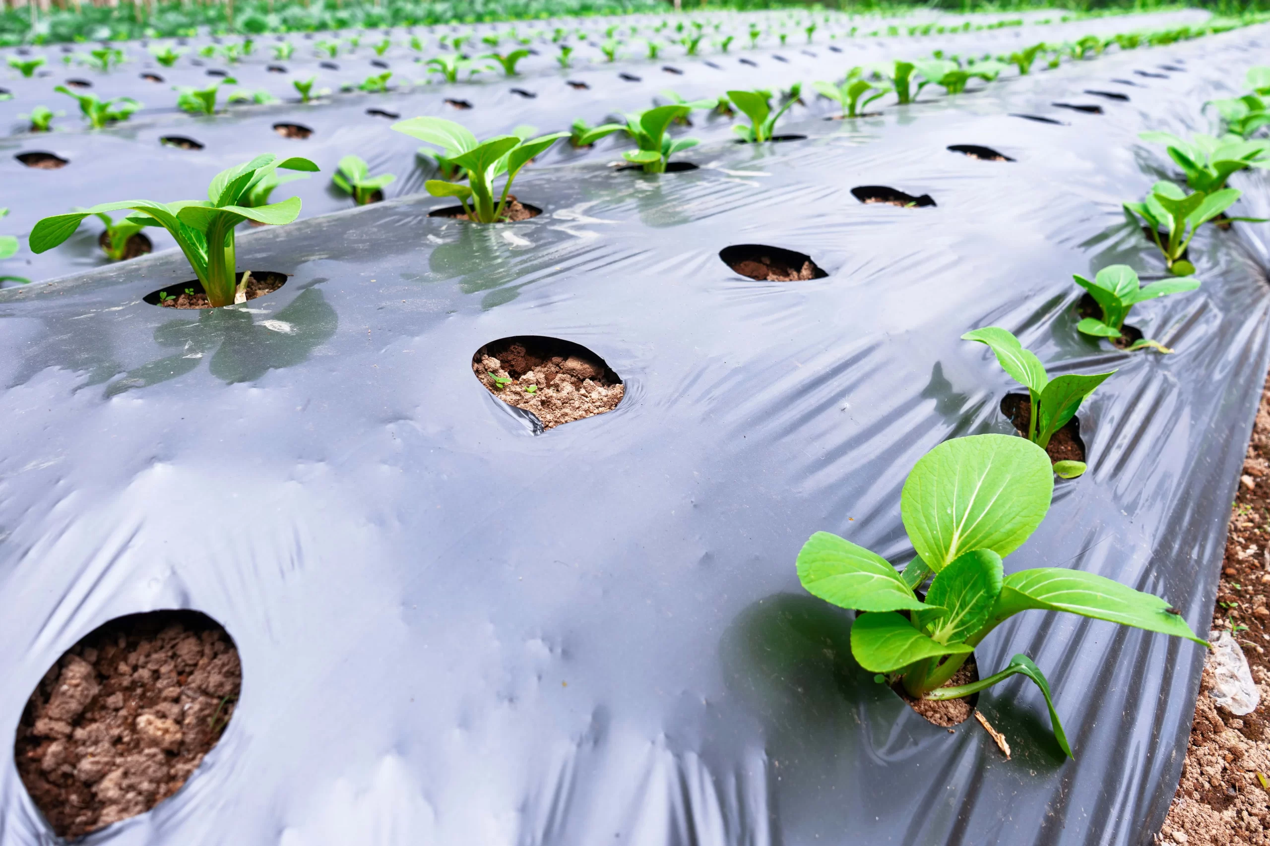 Young plants sprouting through pre-cut openings in mulch film Young plants sprouting through pre-cut openings in mulch film