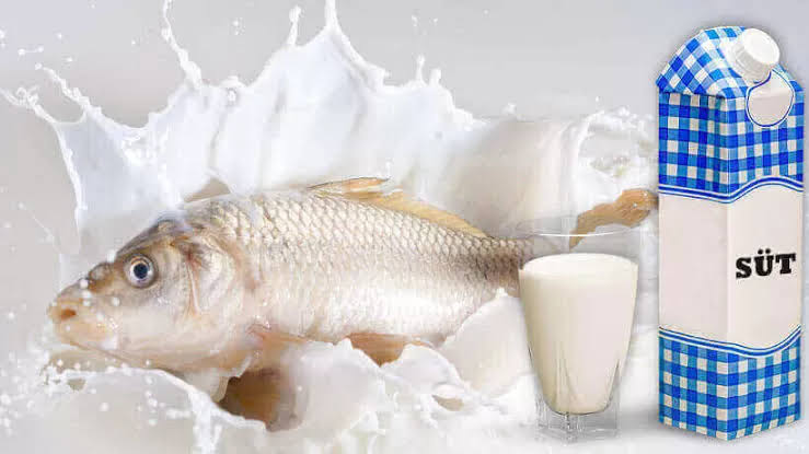 Kementerian Kelautan dan Perikanan Pastikan Susu Ikan Masuk Menu Program Makan Bergizi Gratis Presiden Prabowo, Meski Tuai Kritikan