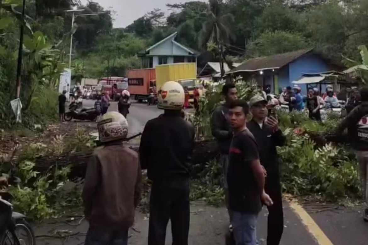 Nahas! Pemotor Asal Cipeundeuy Meninggal Dunia Usai Tertimpa Pohon Tumbang di Cipatat