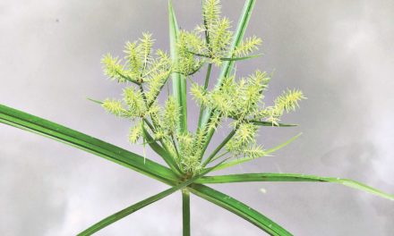 Nasty Nutsedge
