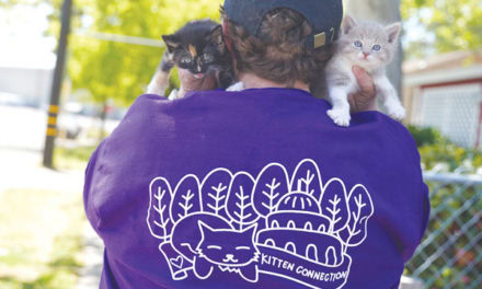Kitten Crusaders