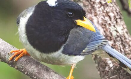 Magpie Magic