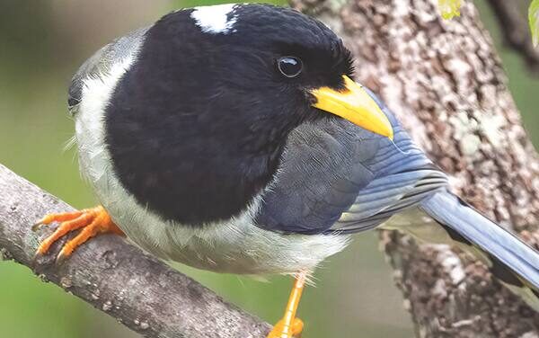 Magpie Magic