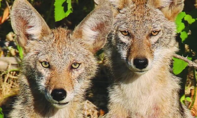 Coyote Calling