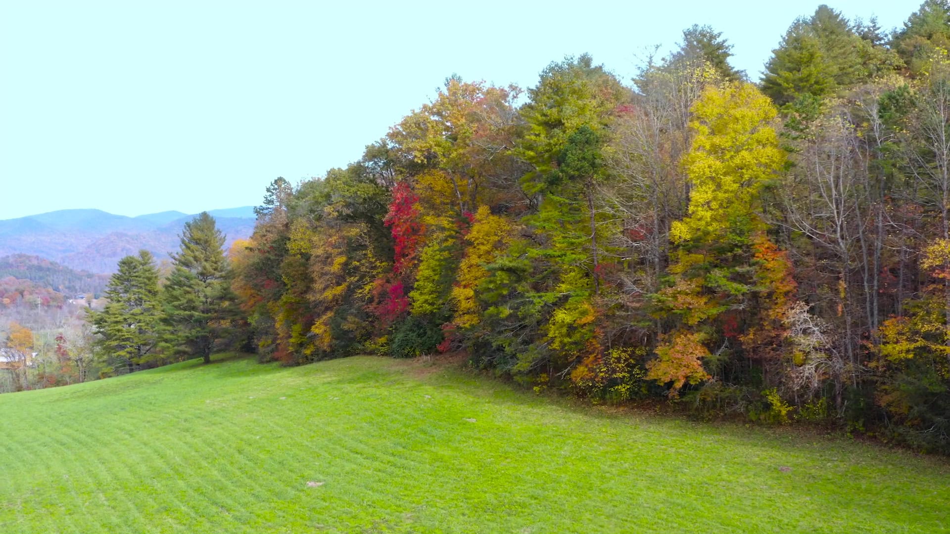 Trees in Rabun County