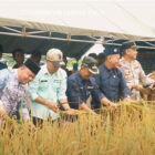 Panen raya padi di Kecamatan Rantau Rasau, Kamis | ran